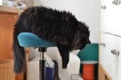 Varier Move Ergonomic Sit Stand Stool -Office Furniture Sales Shop move cat images 18244.1674503368